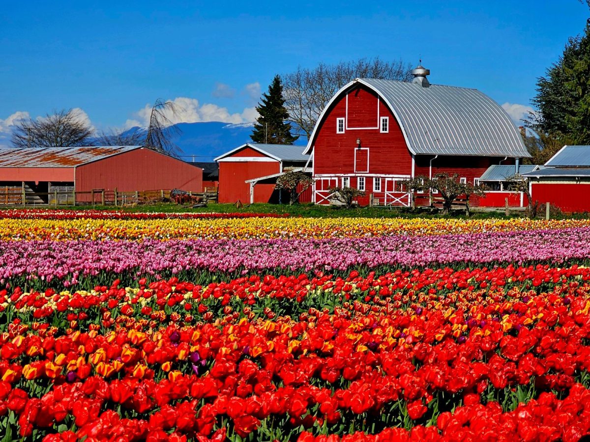 Skajit Valley Tulip Festival