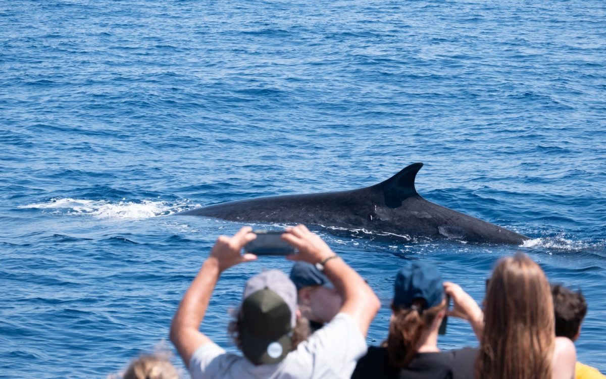 Group of people on a whale watching tour